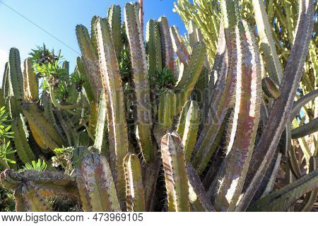 Close-up Detail Of The Euphorbia Resinifera Cactus