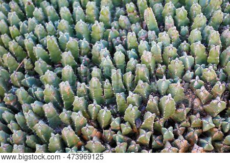 Carpet Of Cacti. Euphorbia Resinifera, Above View