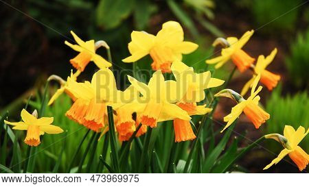 Yellow Daffodil Flowers Grow In The Park In Spring. Narcissus Jonquilla Field.