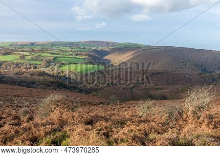 Horner Woods In Somerset