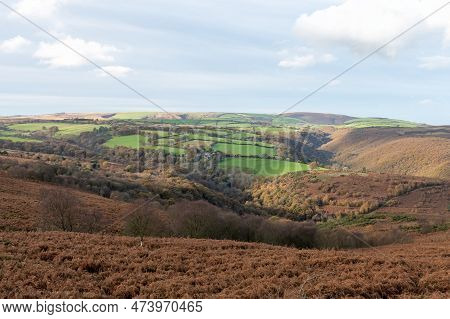 Horner Woods In Somerset