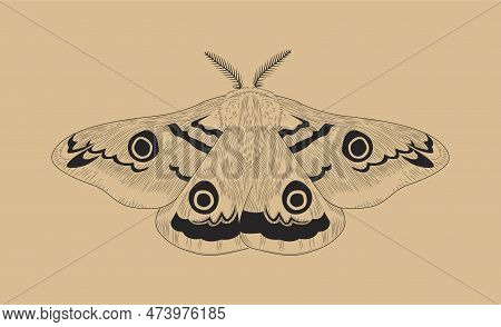 Line Butterfly Concept. Inachis Io, Insect With Wings. Poster Or Banner For Website. Sketch For Tatt
