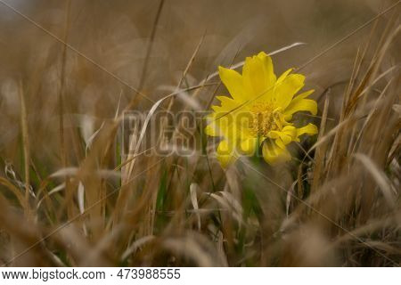 Flower With A Vintage Lens. Adonis Vernalis. Spring Pea