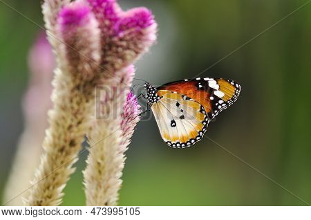A Male Plain Tiger Is Feeding On The Flower Of Feather Cockscomb