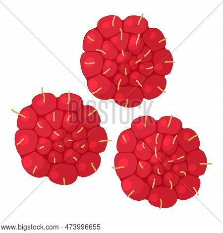 Raspberry Icon Isometric Vector. Freshly Harvested Ripe Bright Raspberry Icon. Berry, Food Concept