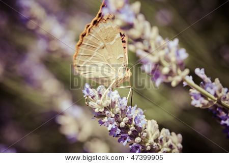 Beau papillon assis sur des Plants de lavande