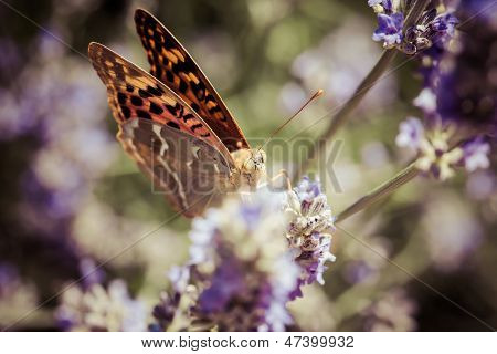 Beau papillon assis sur des Plants de lavande