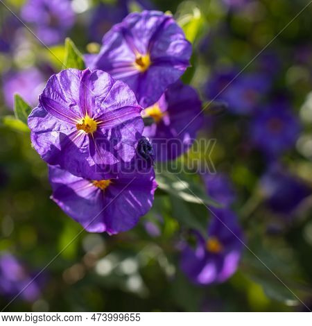 Solanum Is A Large And Diverse Genus Of Flowering Plants, Which Include Three Food Crops Of High Eco