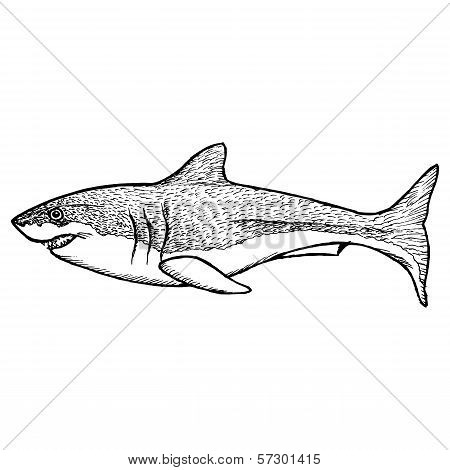 Shark
