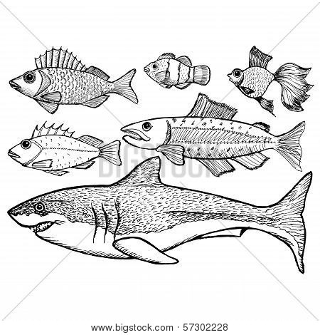 Set Of Kinds Of The Fish