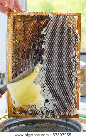 Beekeeper At Work