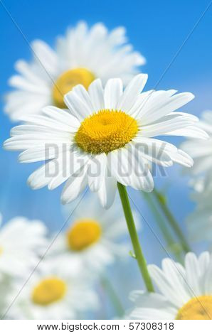 Daisies closeup