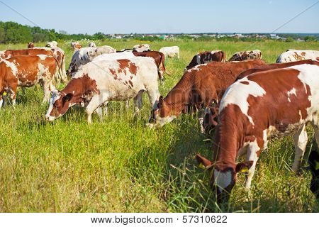 Cows