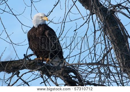 American Bald Eagle
