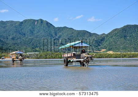 Water Buffaloe Carts