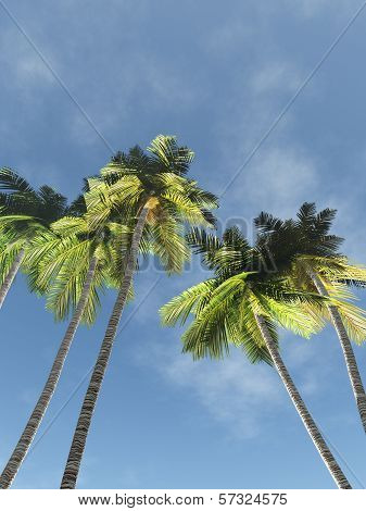 Palms Against The Sky