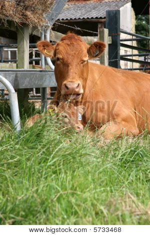 Vaca insolente!!!!