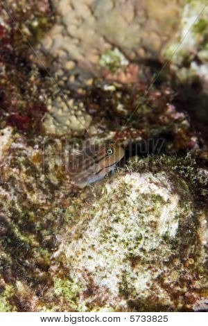 Dentex Blenny