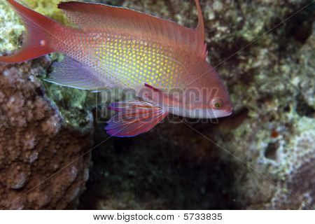 Lyretail Anthias