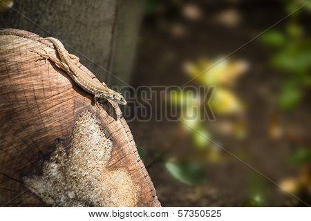 Lizard