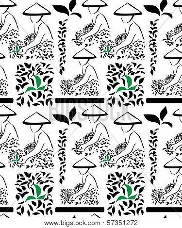Tea harvest background