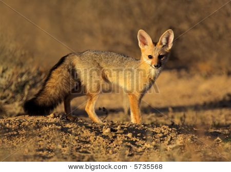 Cape Fox, Kalahari desert, South Africa