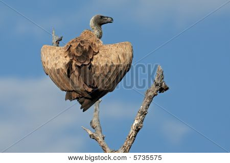 White-backed Vulture