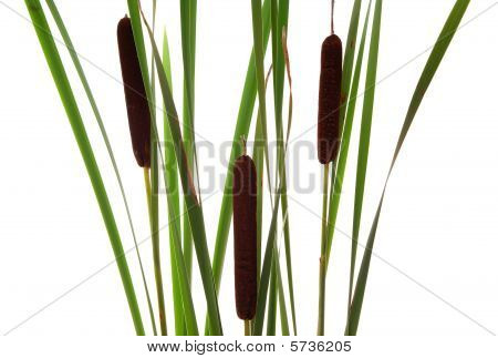 Cattails