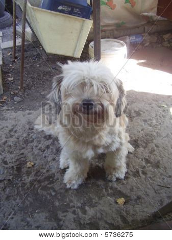 Perro blanco