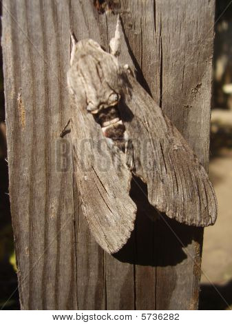 Grey Moth