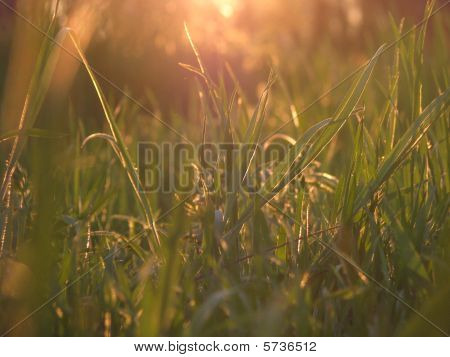 Sunrise çimen