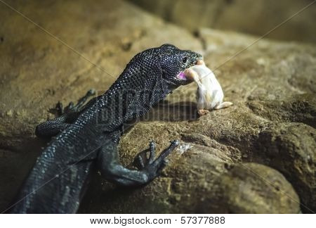 Black Tree Monitor