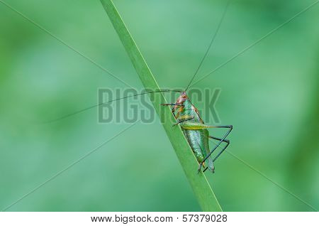 Black-legged Meadow Katydid