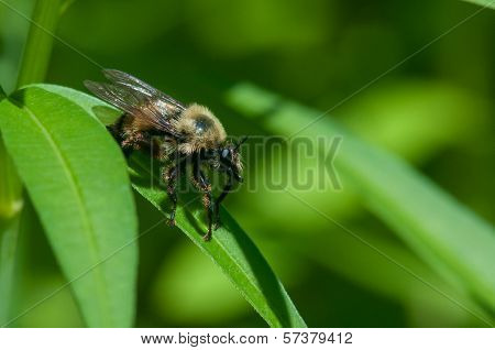 Robber Fly