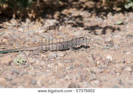 Western Whiptail