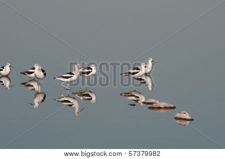 American Avocets