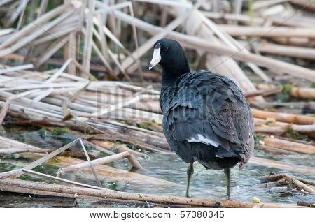 American Coot