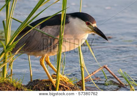Black-crowned Night Heron