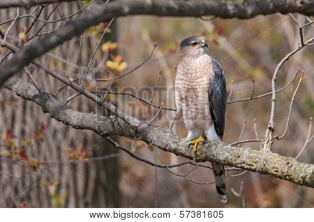 Cooper's Hawk
