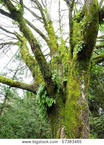 Big-leafed Maple in the Winter