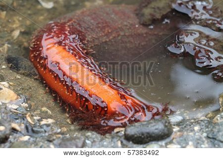 Red Sea Cucumber at Low Tide