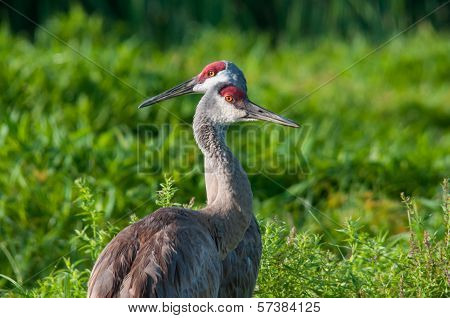Sandhill Cranes
