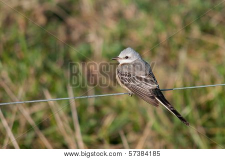 Scissor-tailed Flycatcher