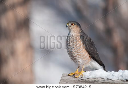 Sharp-shinned Hawk