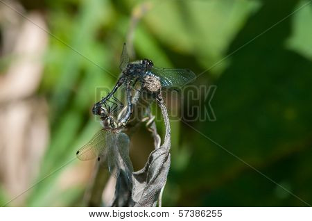 Black Meadowhawks