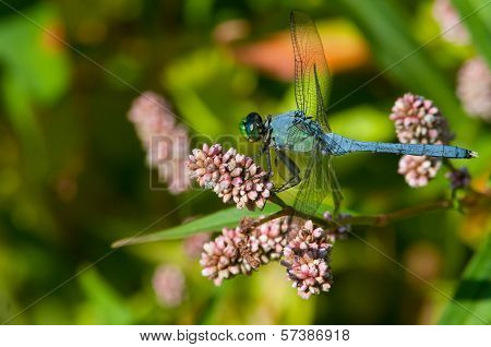 Eastern Pondhawk