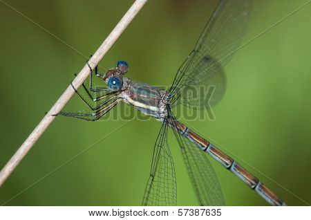 Great Spreadwing