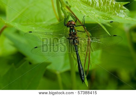 Racket-tailed Emerald