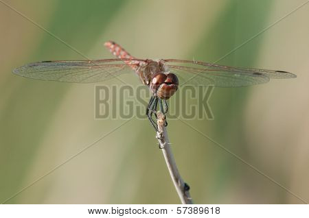 Variegated Meadowhawk