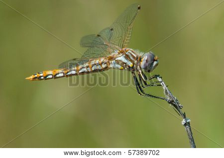 Variegated Meadowhawk